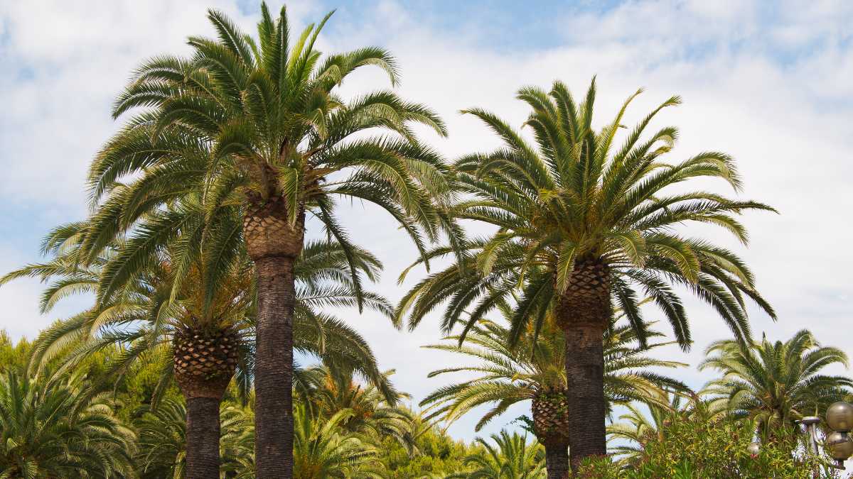 Cosa vedere a San Benedetto del Tronto: un viaggio nella Riviera delle Palme